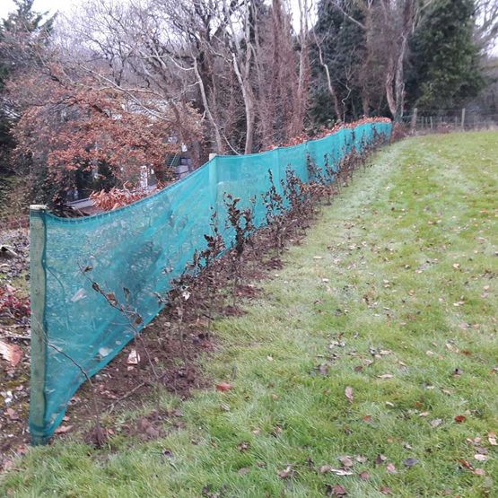 Hornbeam Hedging