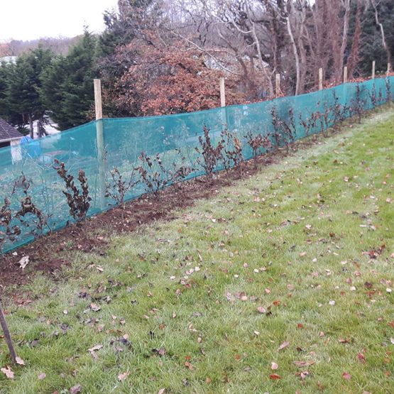 Hornbeam Hedging