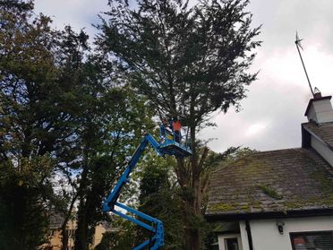 tree surgery