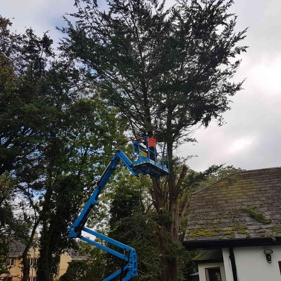 tree surgery