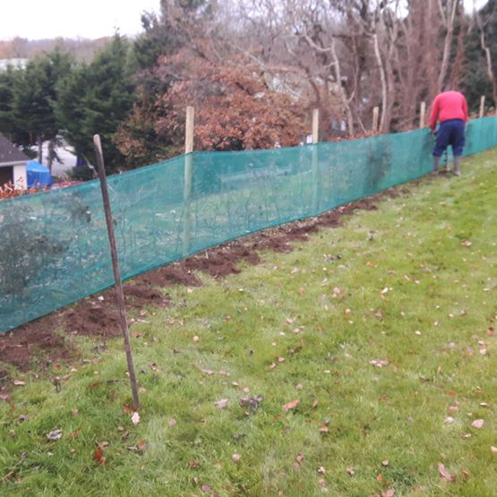 Hornbeam Hedging