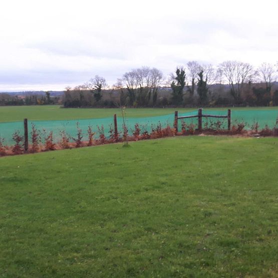 Hedge Planting