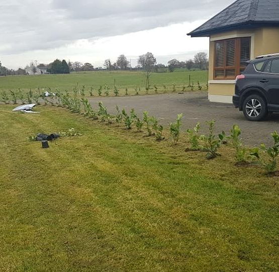 hedge planting 