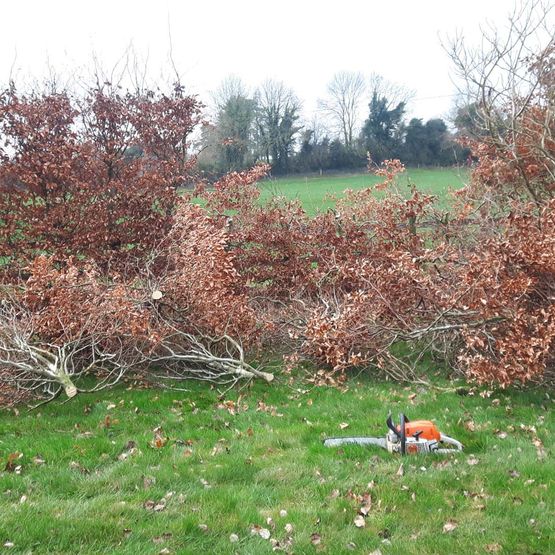 Hedge Topping