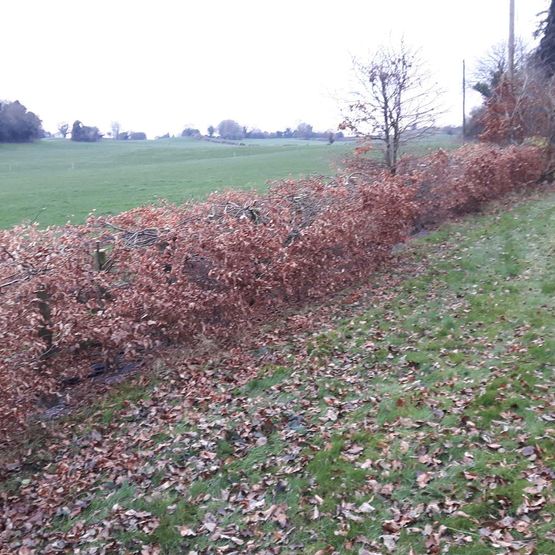Hedge Topping