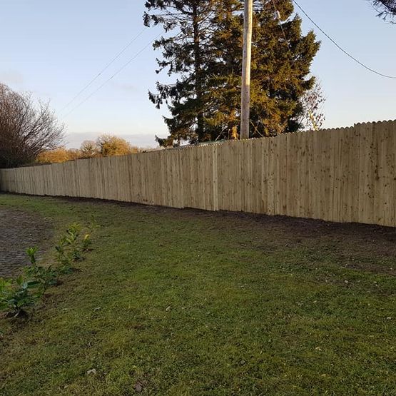 Laurel Hedging