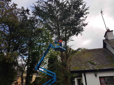 tree surgery