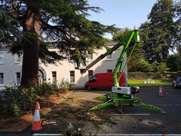 tree surgery