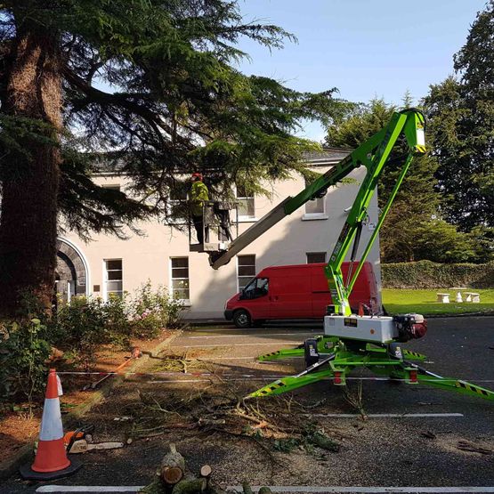 tree surgery