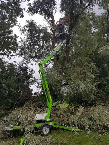 tree surgery