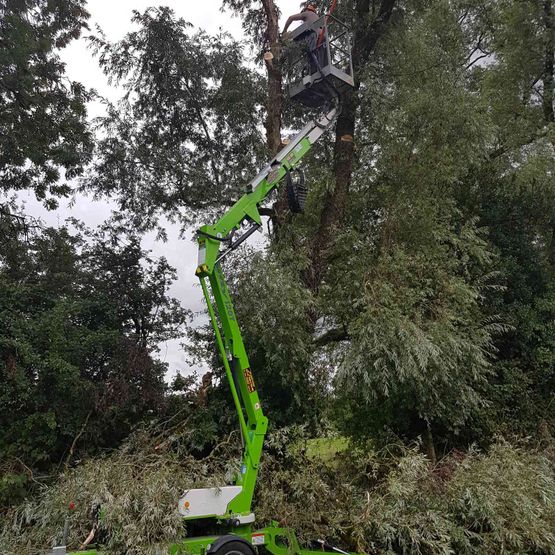 tree surgery