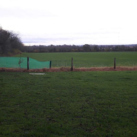 Hedge Planting