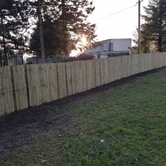 Laurel Hedging