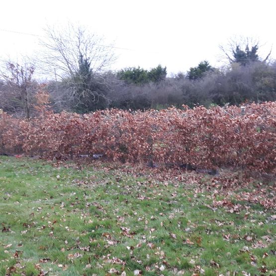 Hedge Topping