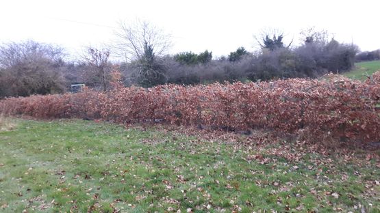 Hedge Topping