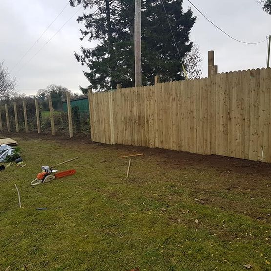 Laurel Hedging