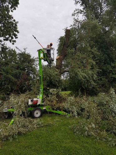 tree surgery