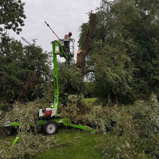 tree surgery