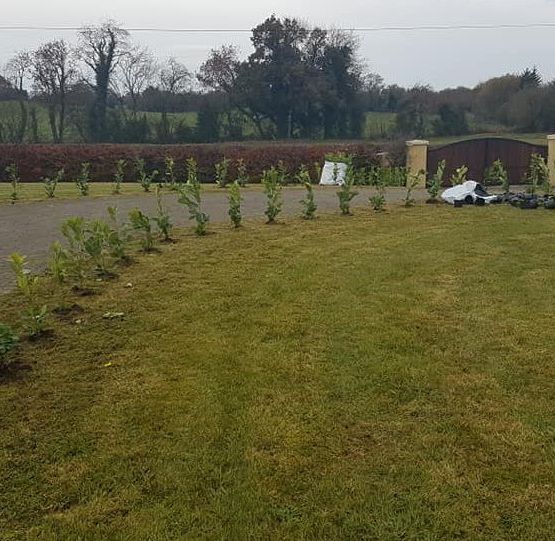 hedge planting 