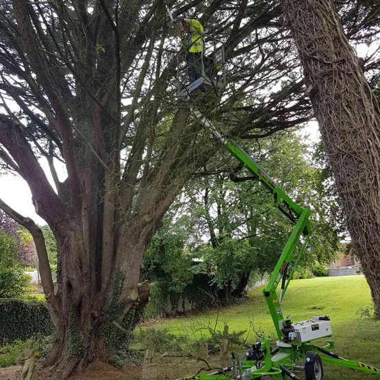 tree surgery