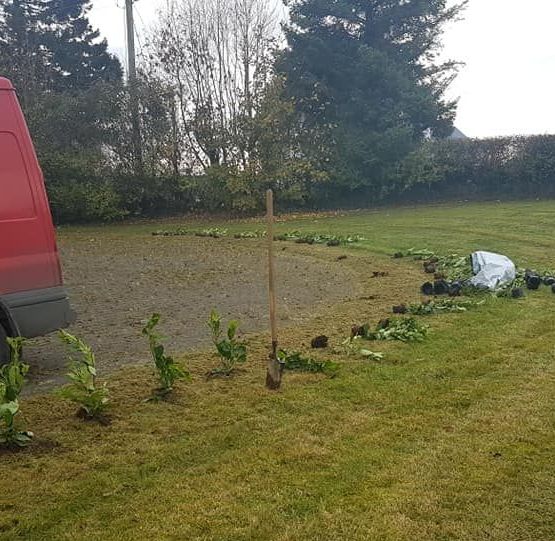 hedge planting 